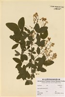 藏品(金雀花)的圖片